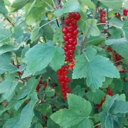 Groseillier Rovada, très longues grappes rouges | La Hunelle