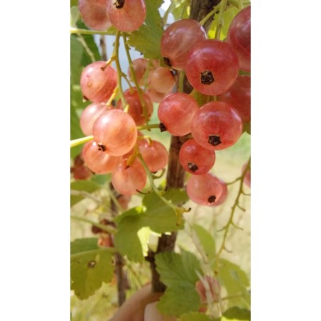 Groseillier Gloire des Sablons, groseille rose | La Hunelle