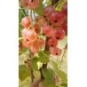 Groseillier Gloire des Sablons, groseille rose | La Hunelle