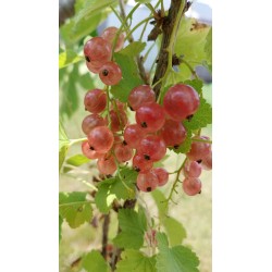 Groseillier Gloire des Sablons, groseille rose | La Hunelle