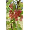 Groseillier Gloire des Sablons, groseille rose | La Hunelle