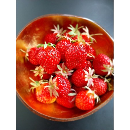 Fraisier Lambada, grosses fraises précoces et juteuses | La Hunelle