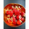 Fraisier Lambada, grosses fraises précoces et juteuses | La Hunelle