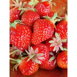 Fraisier Lambada, grosses fraises précoces et juteuses | La Hunelle