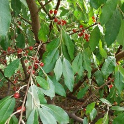 Chalef d'automne Amoroso, petites baies rouges sucrées | La Hunelle