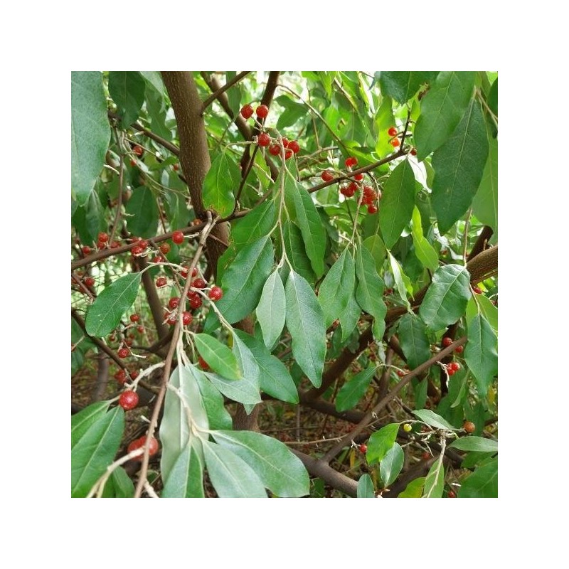 Chalef d'automne Amoroso, petites baies rouges sucrées | La Hunelle