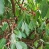 Chalef d'automne Amoroso, petites baies rouges sucrées | La Hunelle