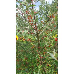 Chalef d'automne Amoroso, petites baies rouges sucrées | La Hunelle