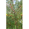Chalef d'automne Amoroso, petites baies rouges sucrées | La Hunelle