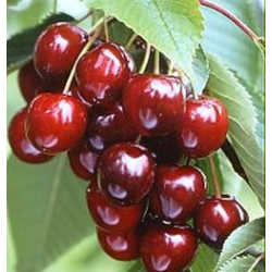 Cerisier Sunburst, grosse cerise autofertile et sucrée | La Hunelle