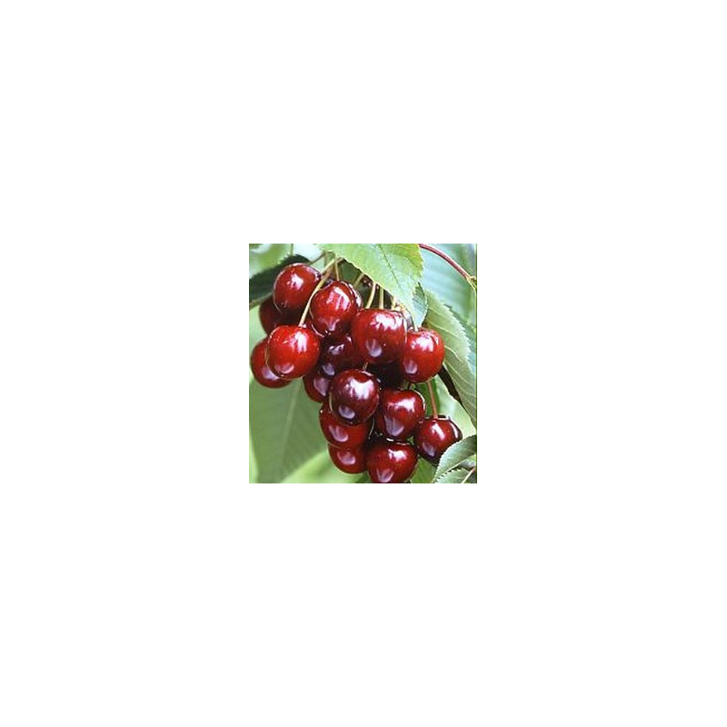 Cerisier Sunburst, grosse cerise autofertile et sucrée | La Hunelle