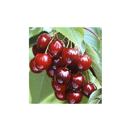 Cerisier Sunburst, grosse cerise autofertile et sucrée | La Hunelle