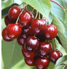 Cerisier Sunburst, grosse cerise autofertile et sucrée | La Hunelle