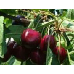 Cerisier Star, cerise ferme sur petit arbre | La Hunelle