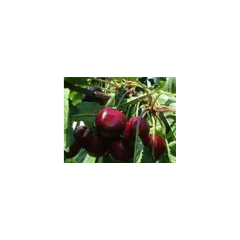 Cerisier Star, cerise ferme sur petit arbre | La Hunelle