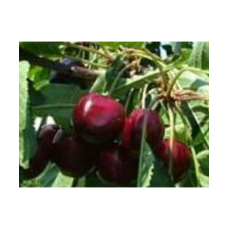 Cerisier Star, cerise ferme sur petit arbre | La Hunelle