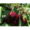 Cerisier Star, cerise ferme sur petit arbre | La Hunelle