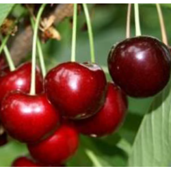 Cerisier Schneiders, très grosse cerise noire tardive | La Hunelle