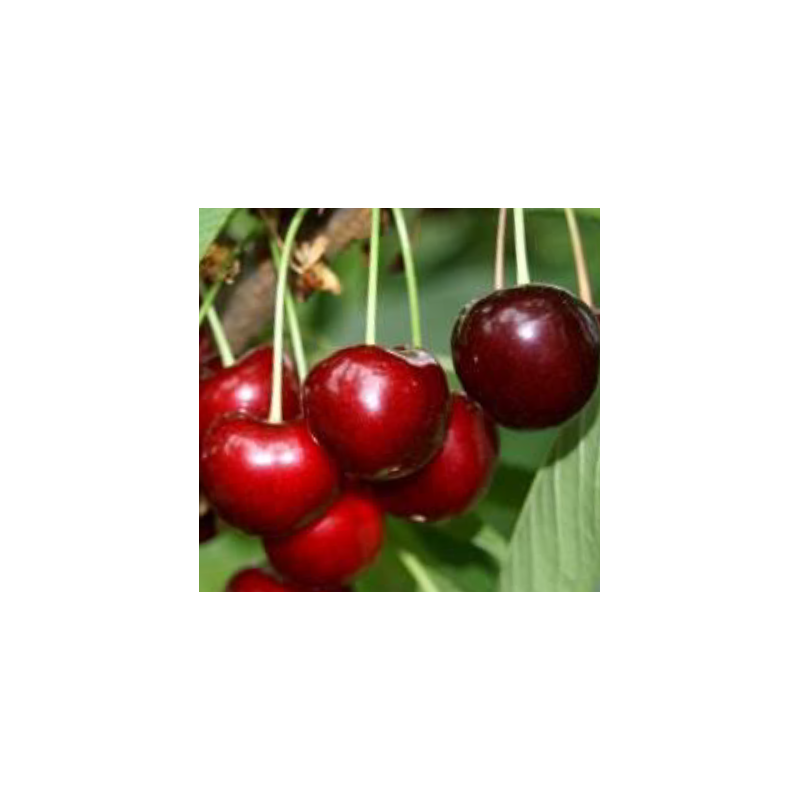 Cerisier Schneiders, très grosse cerise noire tardive | La Hunelle