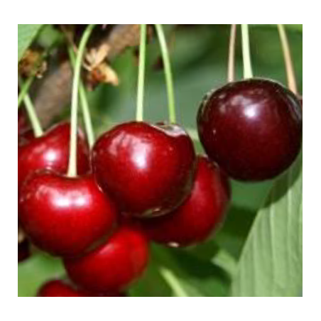 Cerisier Schneiders, très grosse cerise noire tardive | La Hunelle