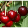 Cerisier Schneiders, très grosse cerise noire tardive | La Hunelle