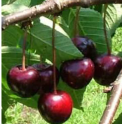 Cerisier Sam, cerise douce sucrée de début juillet | La Hunelle