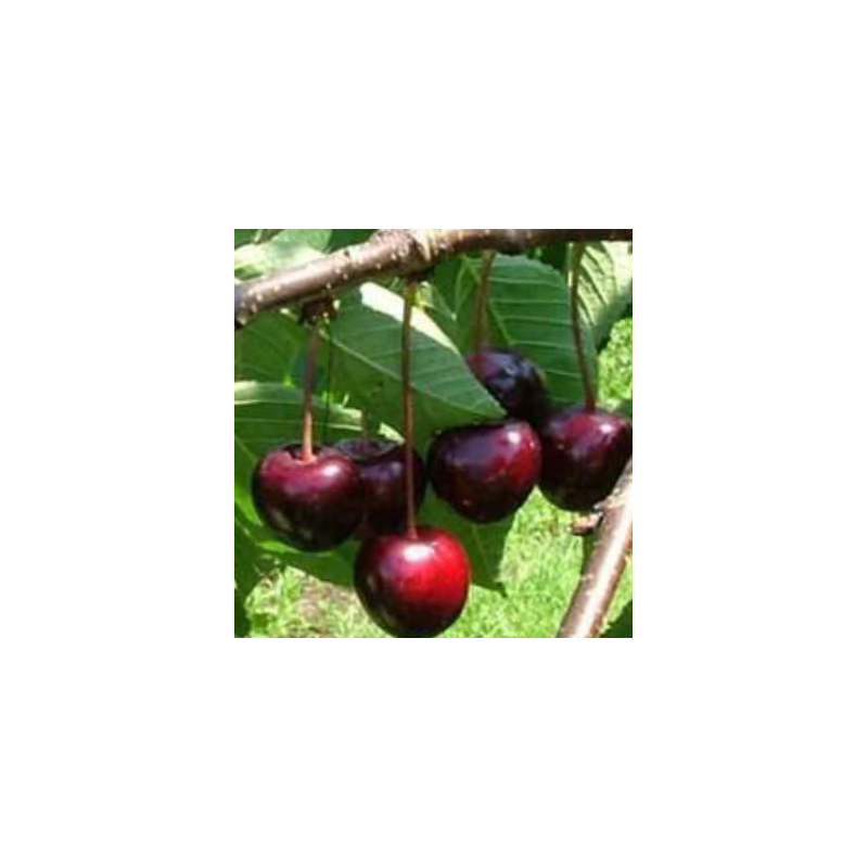 Cerisier Sam, cerise douce sucrée de début juillet | La Hunelle