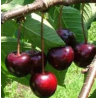 Cerisier Sam, cerise douce sucrée de début juillet | La Hunelle