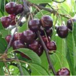 Cerisier Regina, la cerise la plus sucrée, tardive | La Hunelle
