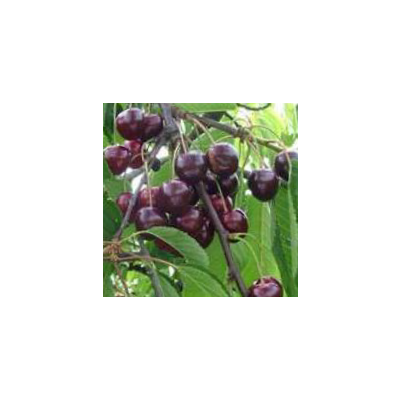 Cerisier Regina, la cerise la plus sucrée, tardive | La Hunelle