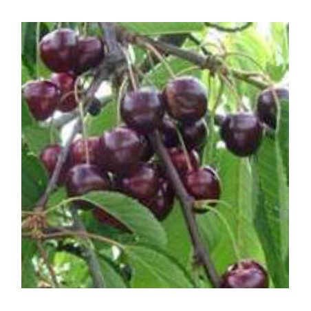 Cerisier Regina, la cerise la plus sucrée, tardive | La Hunelle