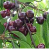 Cerisier Regina, la cerise la plus sucrée, tardive | La Hunelle
