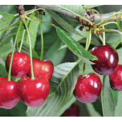 Cerisier Lapins, grosse cerise autofertile | La Hunelle