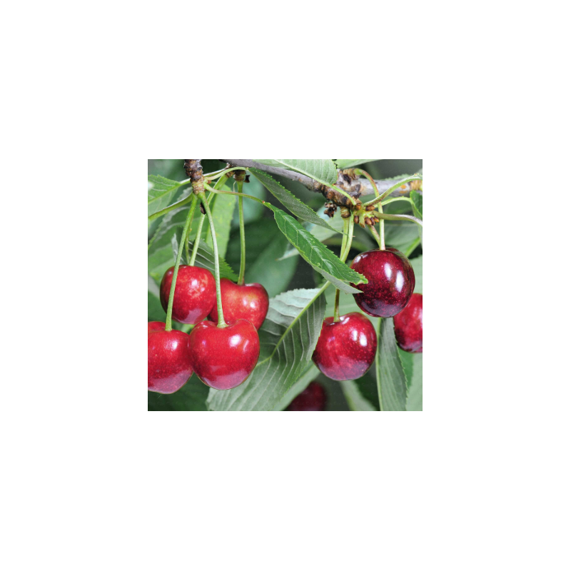 Cerisier Lapins, grosse cerise autofertile | La Hunelle