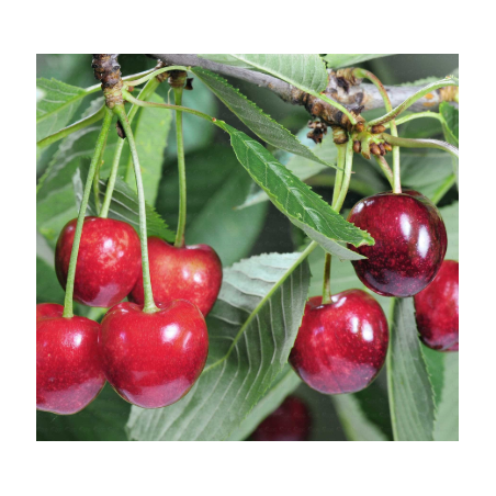 Cerisier Lapins, grosse cerise autofertile | La Hunelle