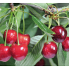 Cerisier Lapins, grosse cerise autofertile | La Hunelle
