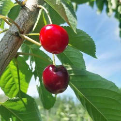 Cerisier Lapins, grosse cerise autofertile | La Hunelle