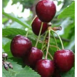 Cerisier Kordia, grosse cerise ferme et sucrée | La Hunelle