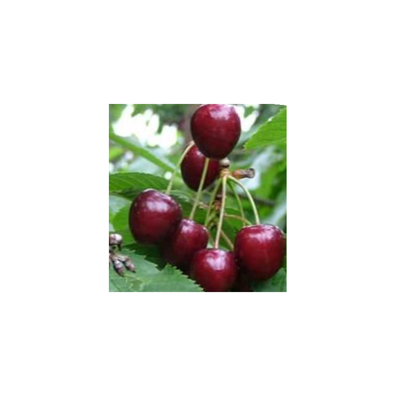 Cerisier Kordia, grosse cerise ferme et sucrée | La Hunelle