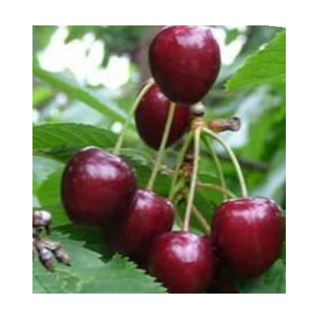 Cerisier Kordia, grosse cerise ferme et sucrée | La Hunelle