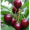 Cerisier Kordia, grosse cerise ferme et sucrée | La Hunelle
