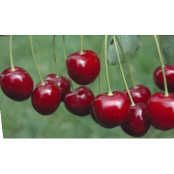 Cerisier Hedelfinger Riesenkirsche, cerise tardive | La Hunelle