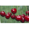 Cerisier Hedelfinger Riesenkirsche, cerise tardive | La Hunelle