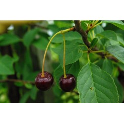 Cerisier Griotte de Schaerbeek, la cerise de la Kriek | La Hunelle