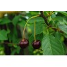 Cerisier Griotte de Schaerbeek, la cerise de la Kriek | La Hunelle
