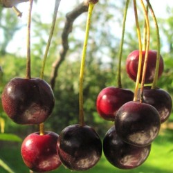 Cerisier Griotte de Schaerbeek, la cerise de la Kriek | La Hunelle