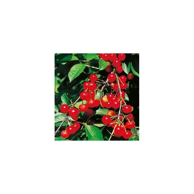 Cerisier Griotte de Montmorency, cerise acidulée | La Hunelle