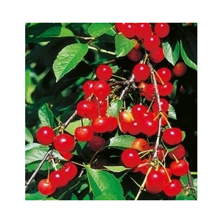 Cerisier Griotte de Montmorency, cerise acidulée | La Hunelle