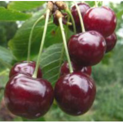 Cerisier Early Rivers, cerise précoce de fin juin | La Hunelle