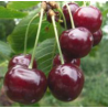 Cerisier Early Rivers, cerise précoce de fin juin | La Hunelle